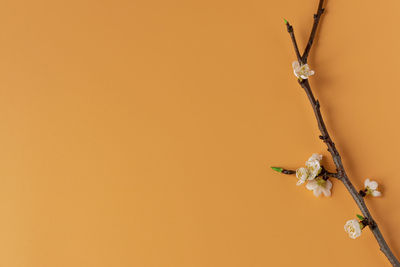 Close-up of flowering plant against orange sky