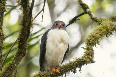 Low angle view of bird perching on branch