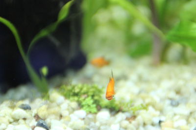 Close-up of plant against blurred background