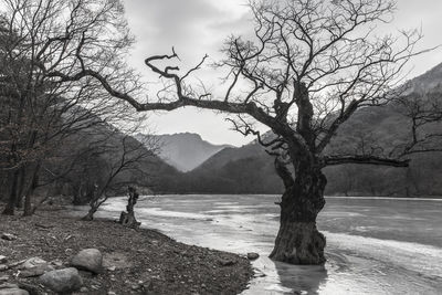 Reflection of bare trees in water