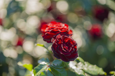 Close-up of red rose flower