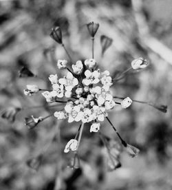 Close-up of white flowers