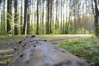 Close-up of tree trunk in forest