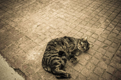 High angle view of cat sleeping on street