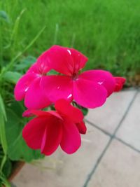 Close-up of red flower blooming outdoors