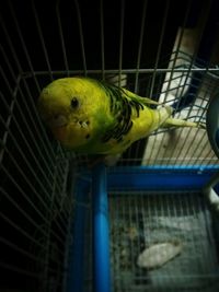 Close-up of parrot in cage