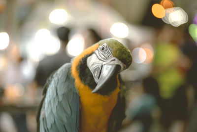 Close-up of a parrot