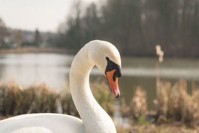 Close-up of swan swimming on lake