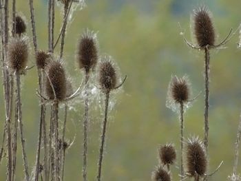 Close-up of dandelion