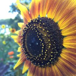 Macro shot of sunflower