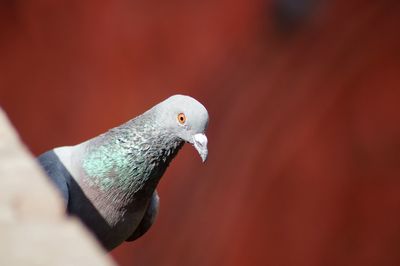 Close-up of pigeon