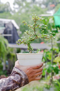 Cropped hand of person holding potted plant at backyard