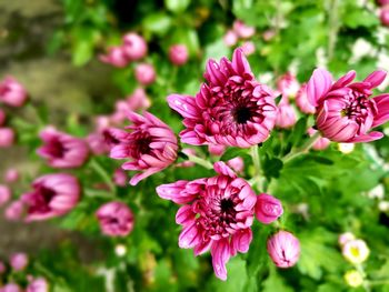 Close-up of pink flowering plant