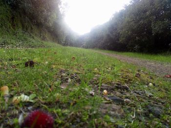 Surface level of grassy field against trees