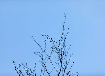 Low angle view of bare tree against clear blue sky