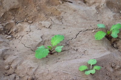 High angle view of small plant growing on field