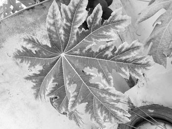 Close-up of plant leaves