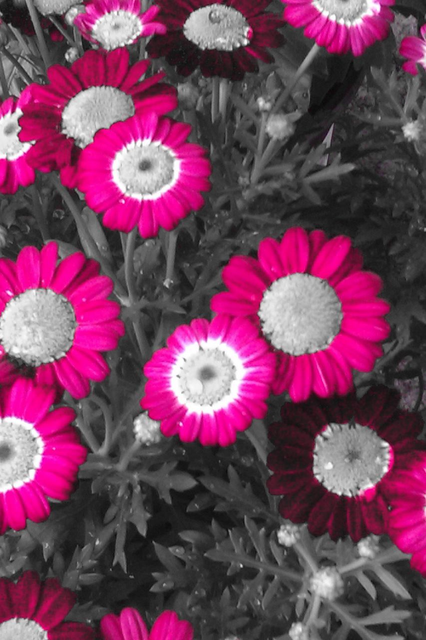 flower, pink color, petal, fragility, high angle view, freshness, flower head, beauty in nature, nature, full frame, red, abundance, close-up, growth, no people, pink, backgrounds, outdoors, plant, day