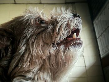 Close-up of a dog on floor at home