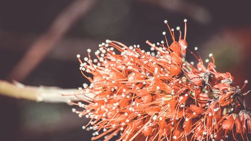 Close-up of red flowering plant