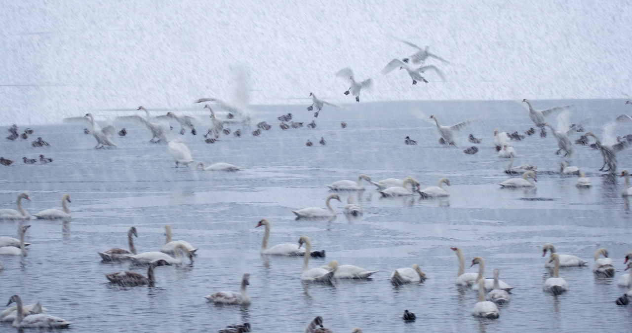 FLOCK OF BIRDS IN LAKE