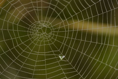 Full frame shot of spider web