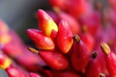 Close up of berries