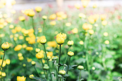 Close-up of yellow flowering plants on field