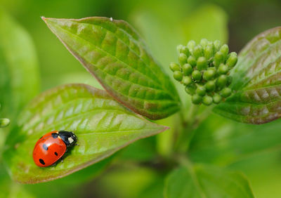 Close-up of ladybug on leaf