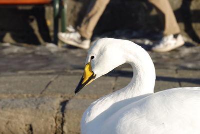 Close-up of a bird