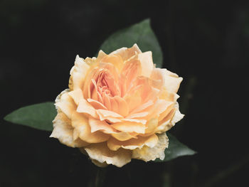 Close-up of rose against black background