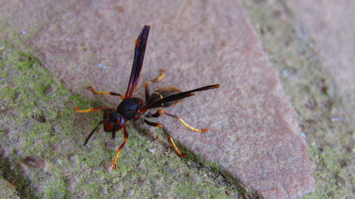 Close-up of insect