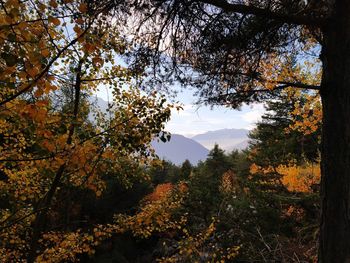 Trees and plants growing in forest during autumn