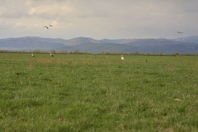Birds flying over field against sky