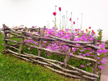 Close-up of pink flowers