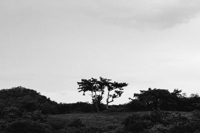 Silhouette trees against clear sky