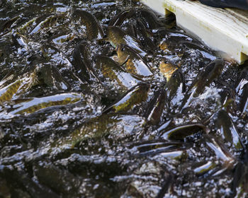 High angle view of fish in lake