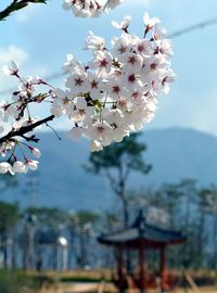 Close-up of cherry blossom against sky