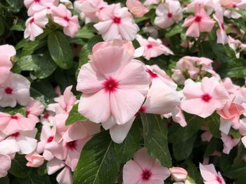 Close-up of pink flowering plants