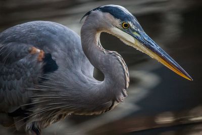 Close-up of gray heron