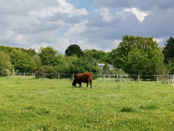 Horses grazing in a field