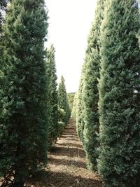 Footpath amidst trees against clear sky