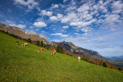 Cows grazing on field against sky