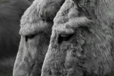 Close-up of cow