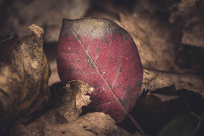 Close-up of dry leaves on plant