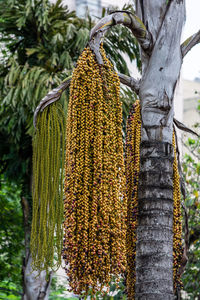 Close-up of fruits hanging on tree trunk