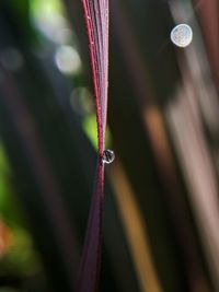 Close-up of raindrops on grass
