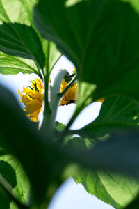 Close-up of bee pollinating on flower