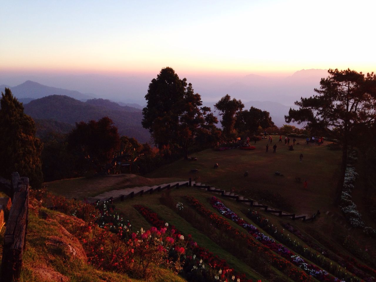 tree, landscape, tranquil scene, tranquility, scenics, sunset, beauty in nature, mountain, nature, growth, field, sky, clear sky, idyllic, high angle view, orange color, non-urban scene, outdoors, dusk, hill