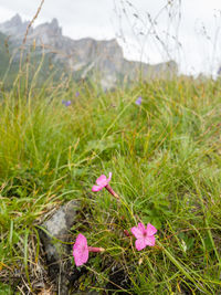 Close-up of pink flowers blooming in park